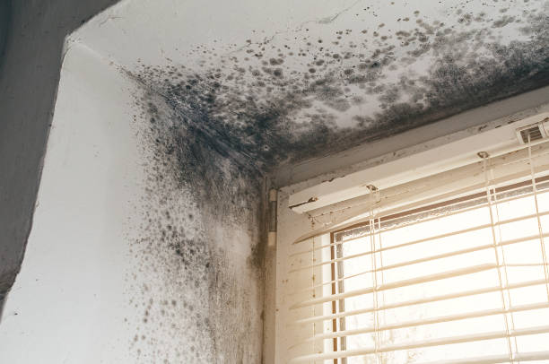 Affordable Mold Remediation solutions in Whitakers, NC