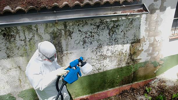 Trusted Attic Mold Removal service in Whitakers, NC - Cheap Mold Removal